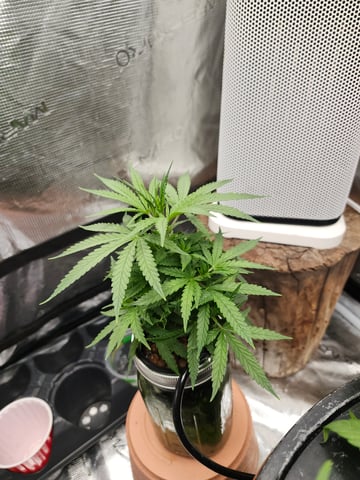 First Organic Hydro Grow. — vegetative, day 36