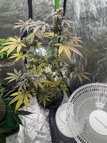 white widow — flower, day 49