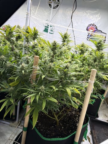 Indoor Grow  — flower, day 177