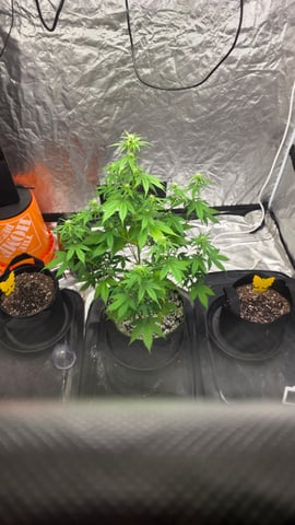 Beginner - My first grow has been an incredible experience so far! — flower, day 50