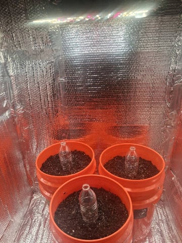 mendo breath-white widow-pilot light — grow_setup, day 1