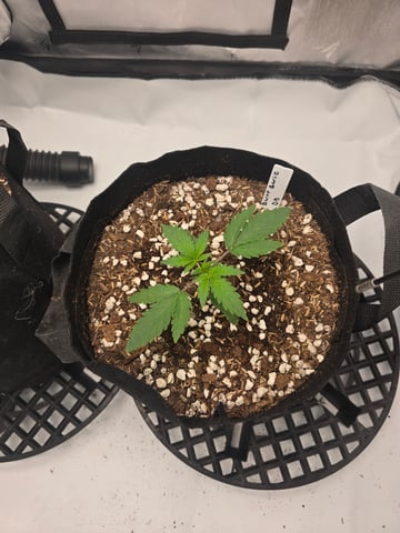 Dream beans burnt garlic — vegetative, day 15