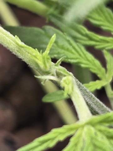 BABY SISTER — vegetative, day 32