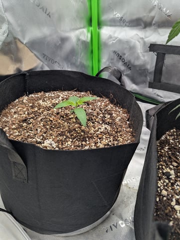 First Grow — seedling_rooting, day 14