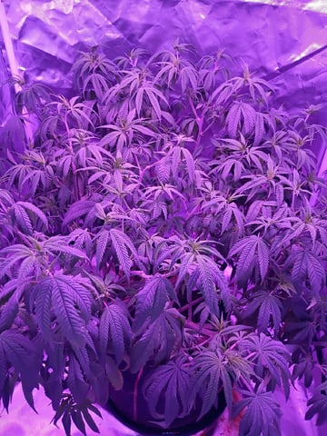 Purple Plum Perfect 💜 & 2 Grape Runtz 🍇 Mainlining garden.  — vegetative, day 150