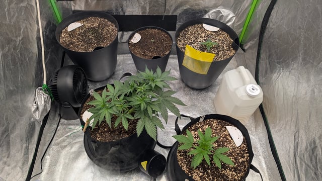 Mixed Grow — grow_setup, day 26