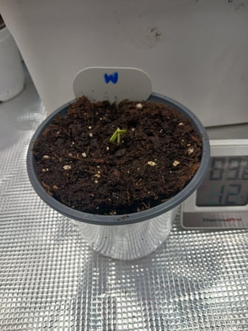 OG KUSH — germination, day 1
