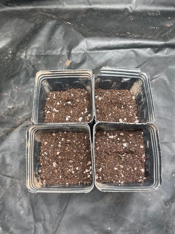 Blueberry — germination, day 1