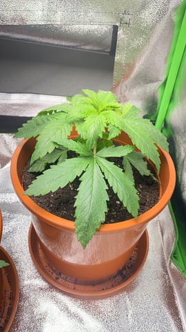 2nd Try — vegetative, day 30