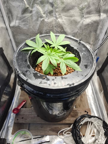 First Organic Hydro Grow. — vegetative, day 14