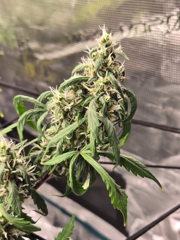 3rd Grow 3x3 tent — flower, day 65
