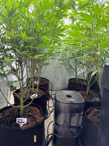 Permanent Marker, Gary Payton — flower, day 6