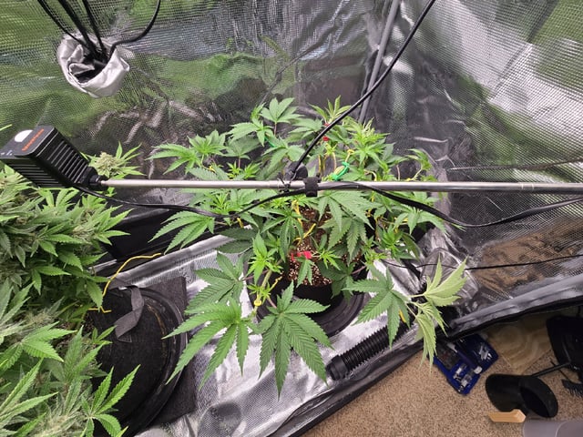 Divine Gelato 3 x Blue Zushi x 44 Photo — flower, day 46