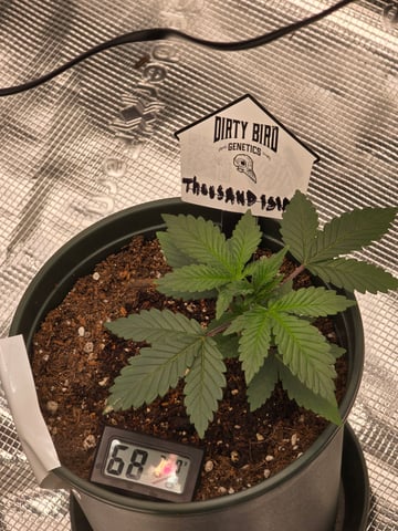 Dirty Bird - Thousand Island Fem & Platinum Kush Breath Remix x Grape Cakehead Fem Photo  — vegetative, day 14
