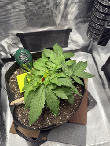 Gorilla Cookies 2nd Try