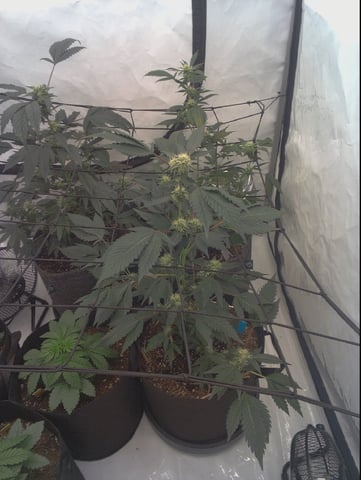 First — flower, day 1