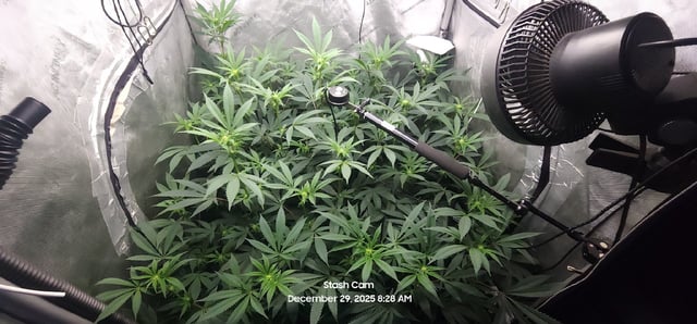 Another Custom Creation — flower, day 93