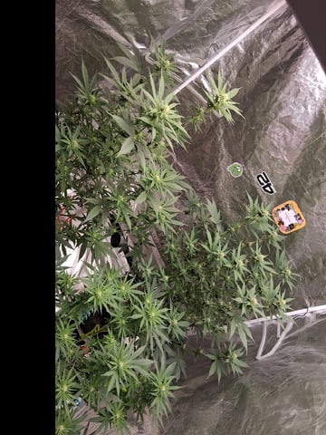 TEAM FULL AUTOS