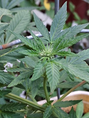 Crimson Haze — flower, day 1