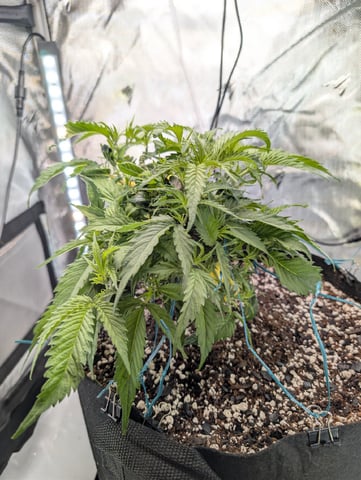 C99 CloneWars! — vegetative, day 11