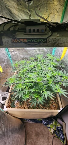 10G's — flower, day 55