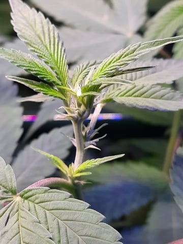 missing pieces — flower, day 67