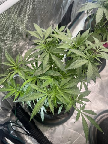  pineapple express — flower, day 41
