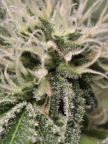 Crones😵‍💫 — flower, day 3