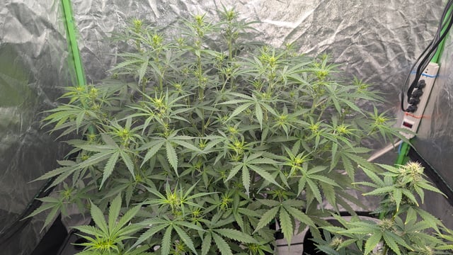 Strawberry Cheesecake Seedsman Seeds Autoflowers x2 — flower, day 43