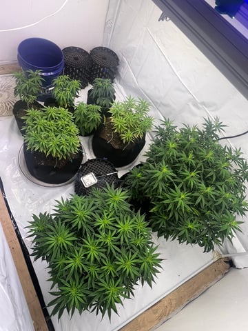 Indoor Grow  — flower, day 49