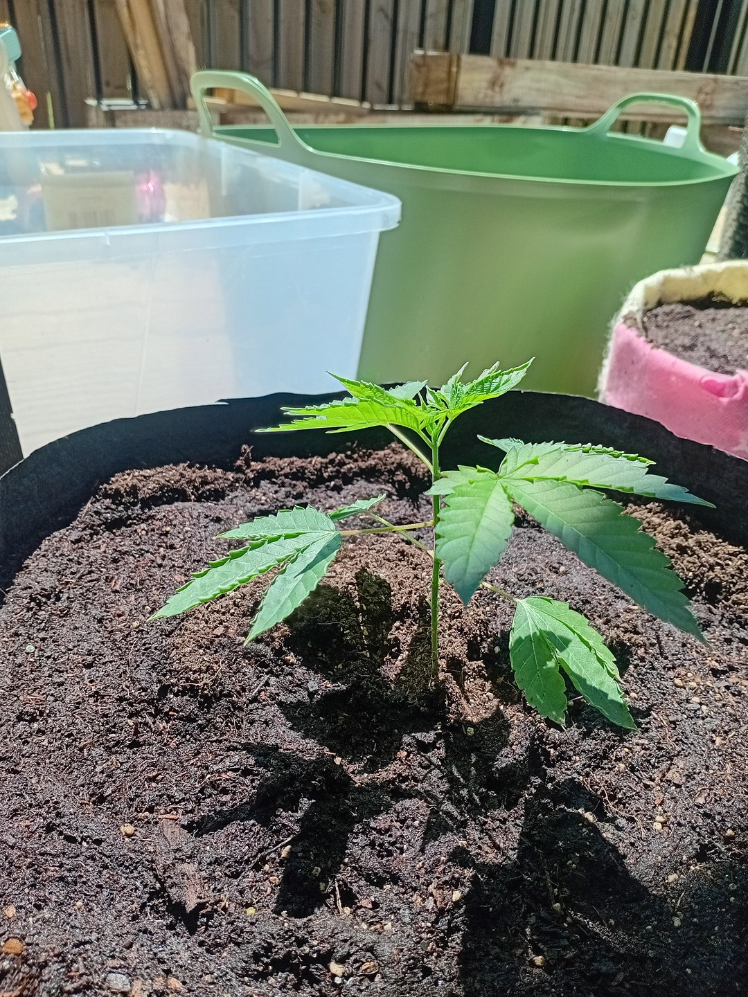 random seed grow adventure 