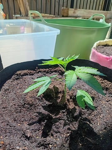 random seed grow adventure 