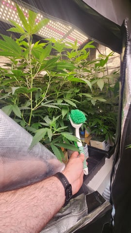 veg tent adventures! — vegetative, day 57