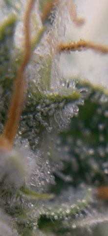 tropicana cookie purple  — flower, day 75