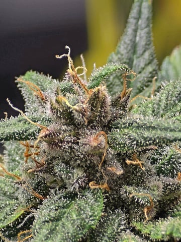 Fast Buds - Purp Lemonade — flower, day 57