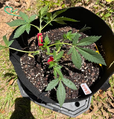 Indoor & Outdoor Grow 6 — vegetative, day 15