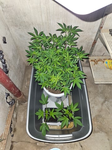 gary poppins — flower, day 77