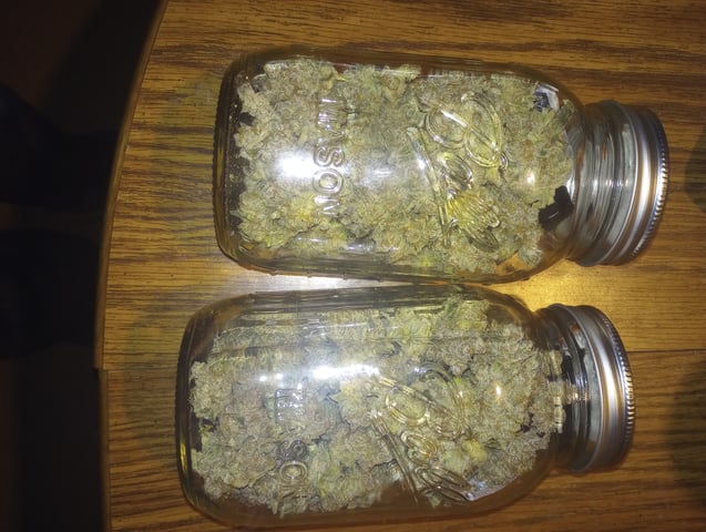 Wizard Punch first grow 