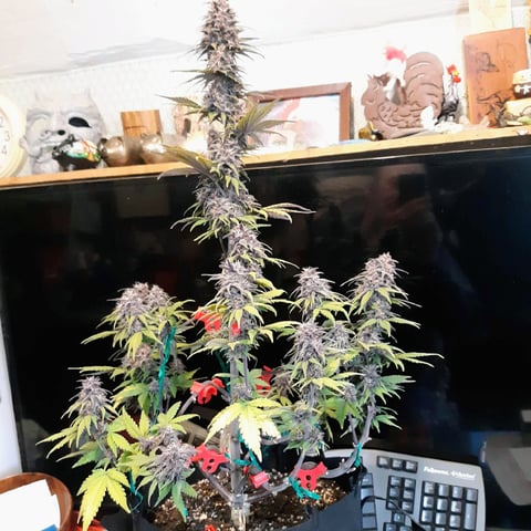 Moving On — flower, day 42