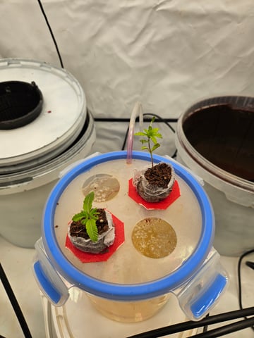 PITA — seedling_rooting, day 16