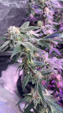 1st Ever Grow (Fat Bastard)(RDWC)  — flower, day 160