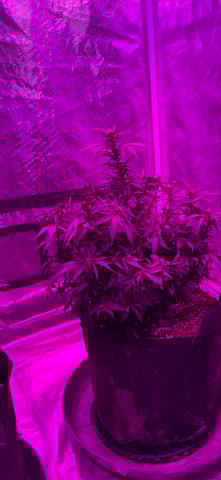 First Auto — flower, day 49