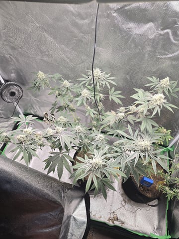 new start — flower, day 154