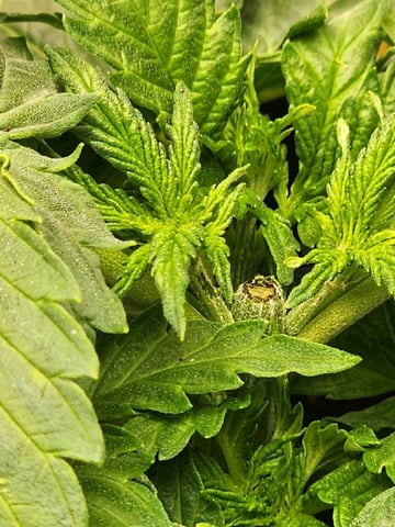 HE1E we GROW  — vegetative, day 50