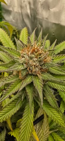 Attack Of The Clones — flower, day 75