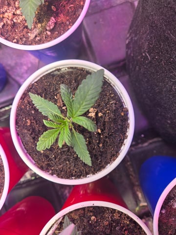 fruitstripe-x-breathworks VS Tropical cherry vs kush cake. vs og haze — vegetative, day 23