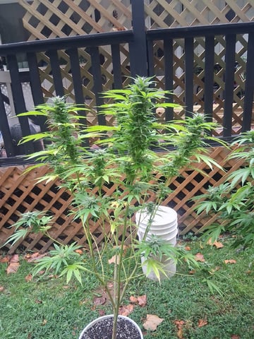 my first grow — done, day 279