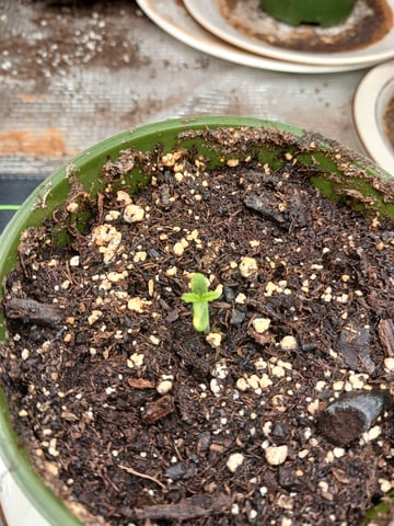 4th grow  — seedling_rooting, day 133