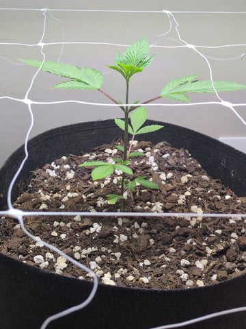 Audrey III — vegetative, day 48