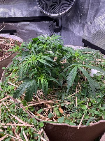 Round 1.5 — flower, day 37